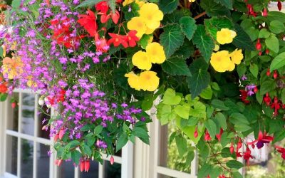 Colorful hanging baskets
