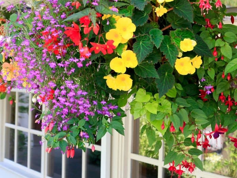 how many plants to fill a hanging basket