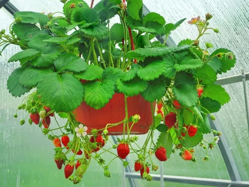 Hanging strawberries basket