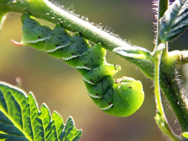 Tomato hornworm