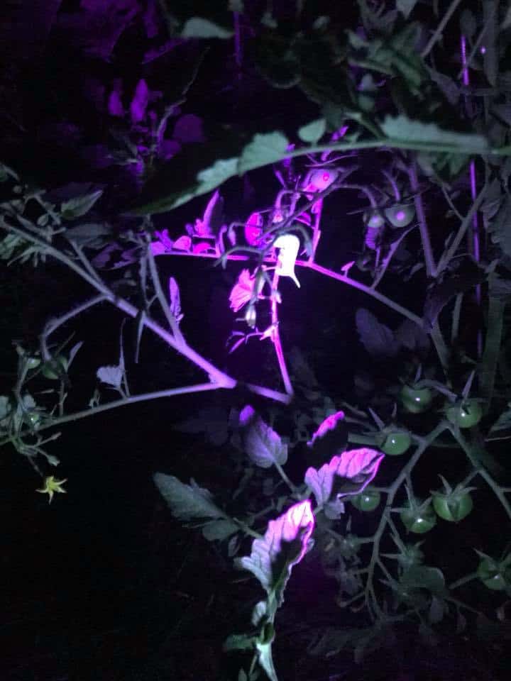 Checking for hornworms with a black light flashlight