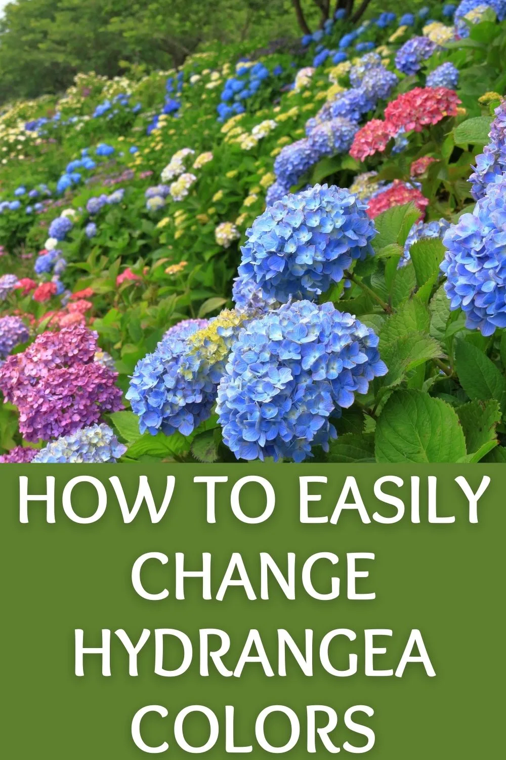 How to easily change hydrangea colors