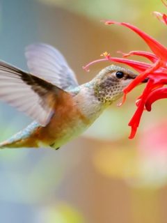 Hummingbird drinking from a red monarda flower