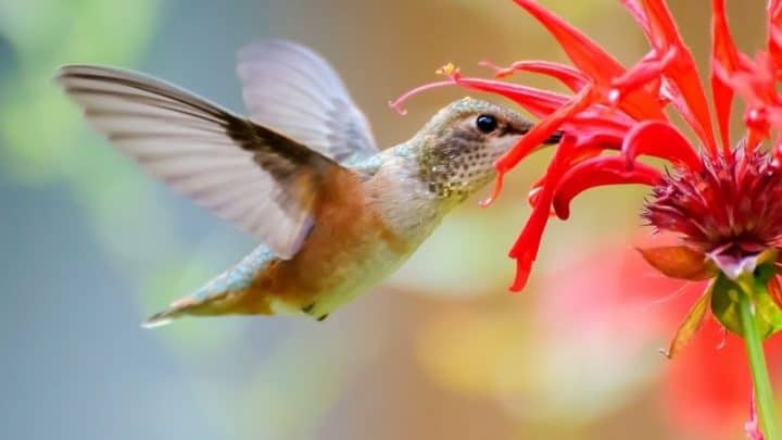 10 Red Flowers That Attract Hummingbirds