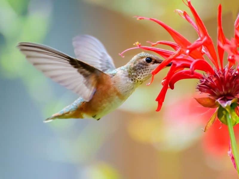 Hummingbird drinking from a red monarda flower