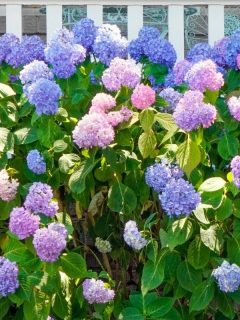 hydrangea flowers in front of a white fence