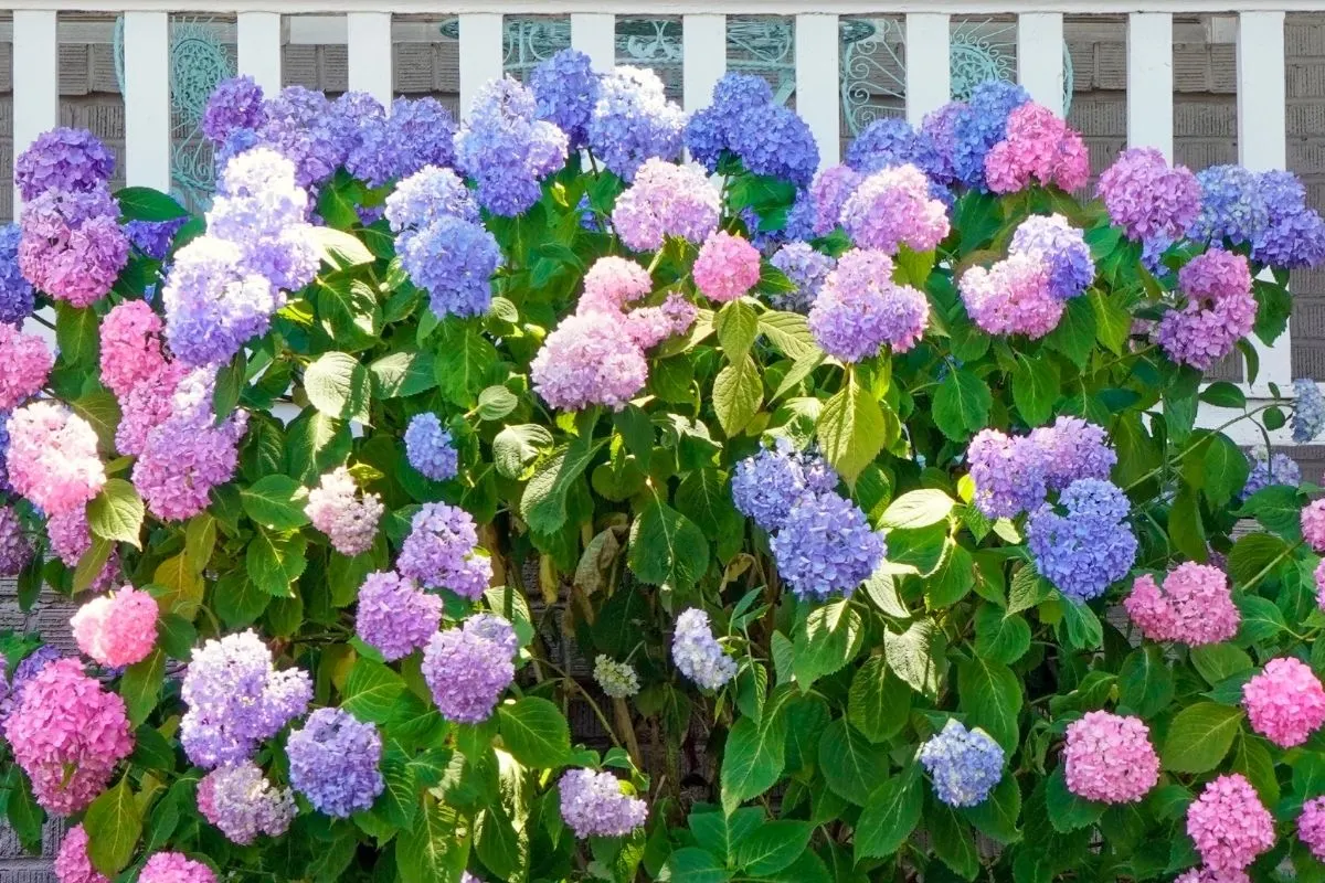 hydrangea flowers in front of a white fence
