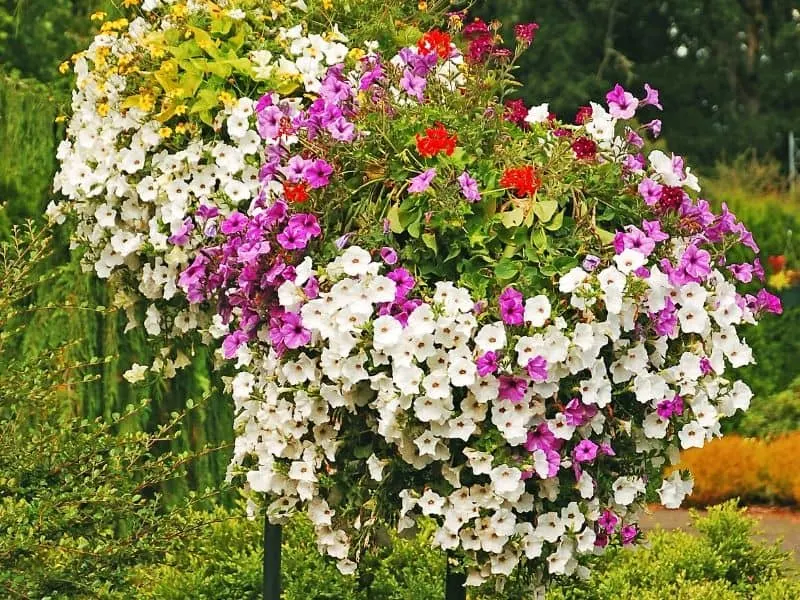 Petunias in hanging baskets