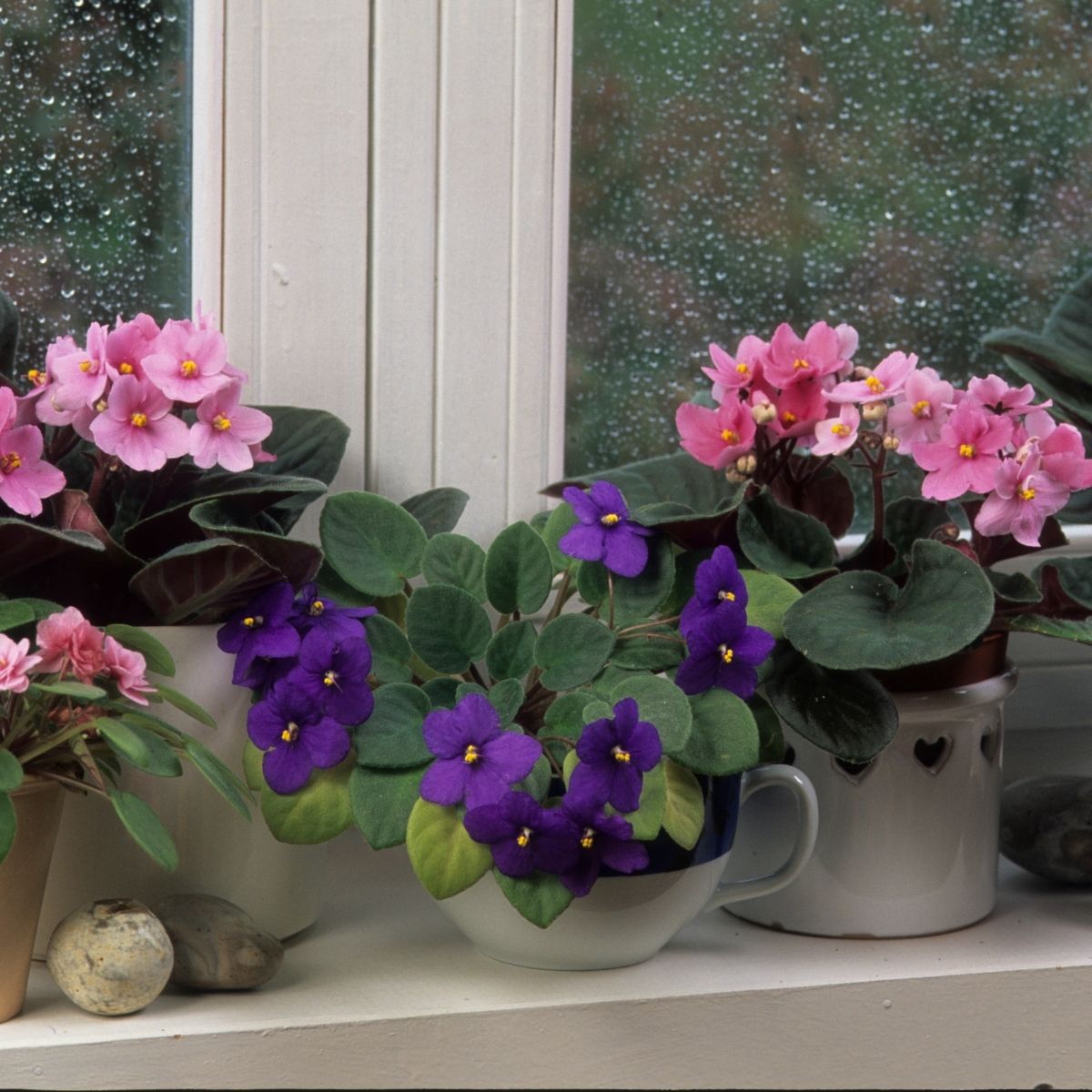 pink and purple African violets