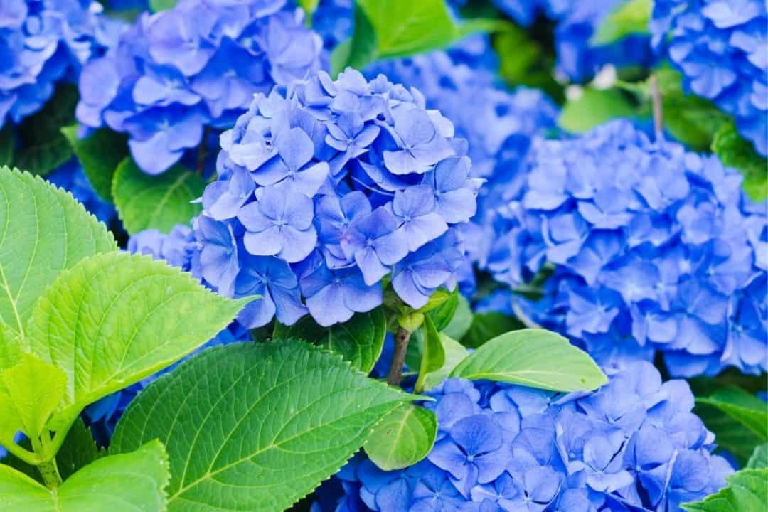 How To Change Hydrangea Colors Easy Tweak To Get Pink, Blue & Purple