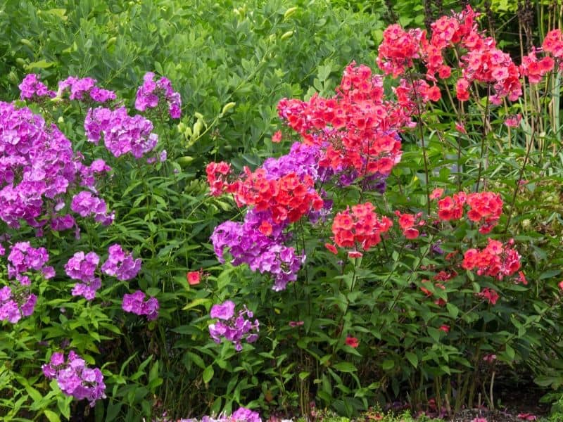 Purple and red phlox in the garden