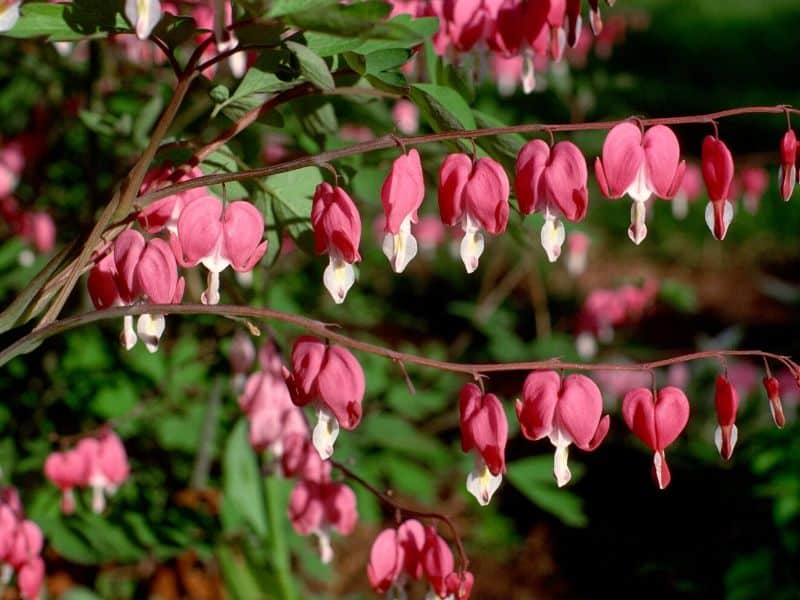 Red bleeding heart flowers