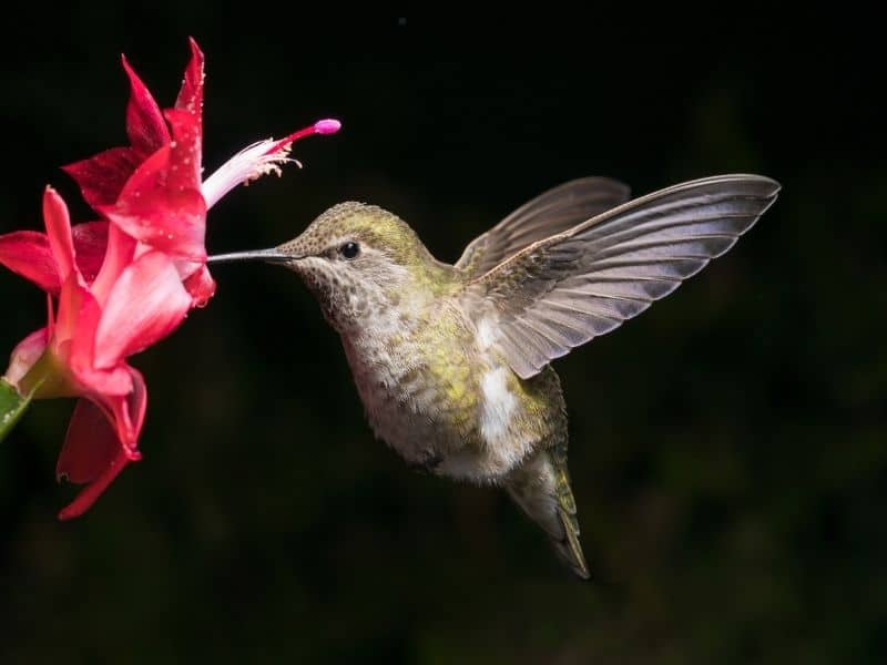 10 Red Flowers That Attract Hummingbirds