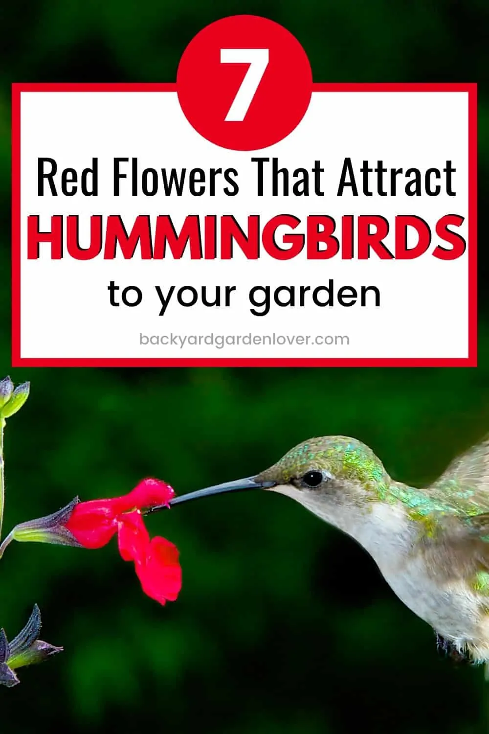 Red flowers that attract hummingbirds to your garden