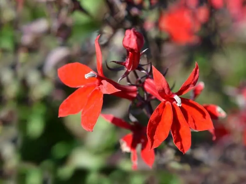 Red lobelia flowers
