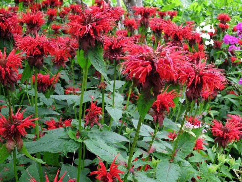 Red monarda flowers
