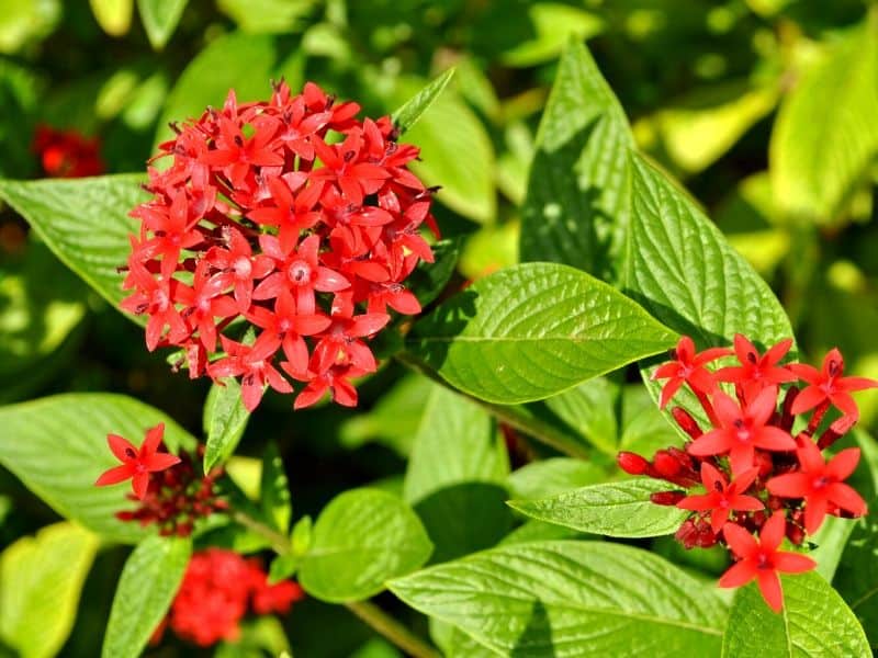 Red penta flowers