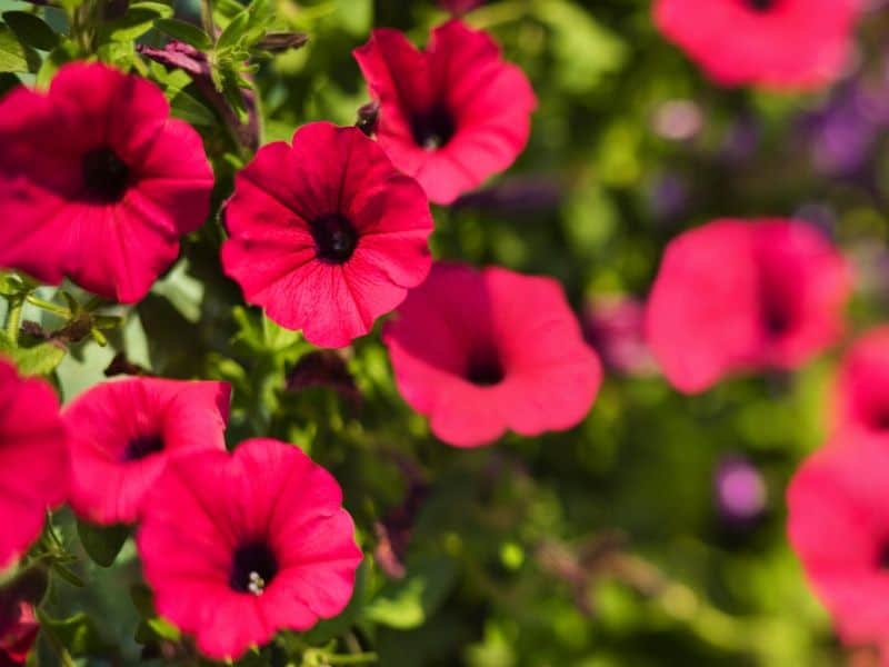 Red petunia flowers