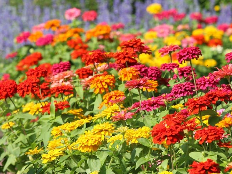 Red zinnia flowers