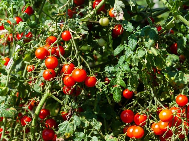Ripe tomatoes on the vine