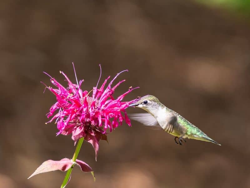 Ruby-throated hummingbird feeding from a bee balm flower 