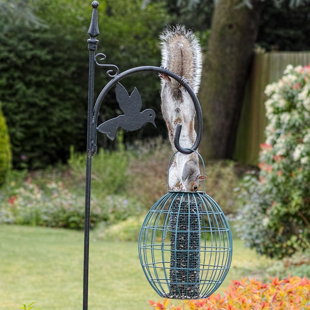 Squirrel hanging on a bird feeder, trying to get at the seed.