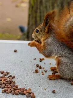 squirrel eating acorns