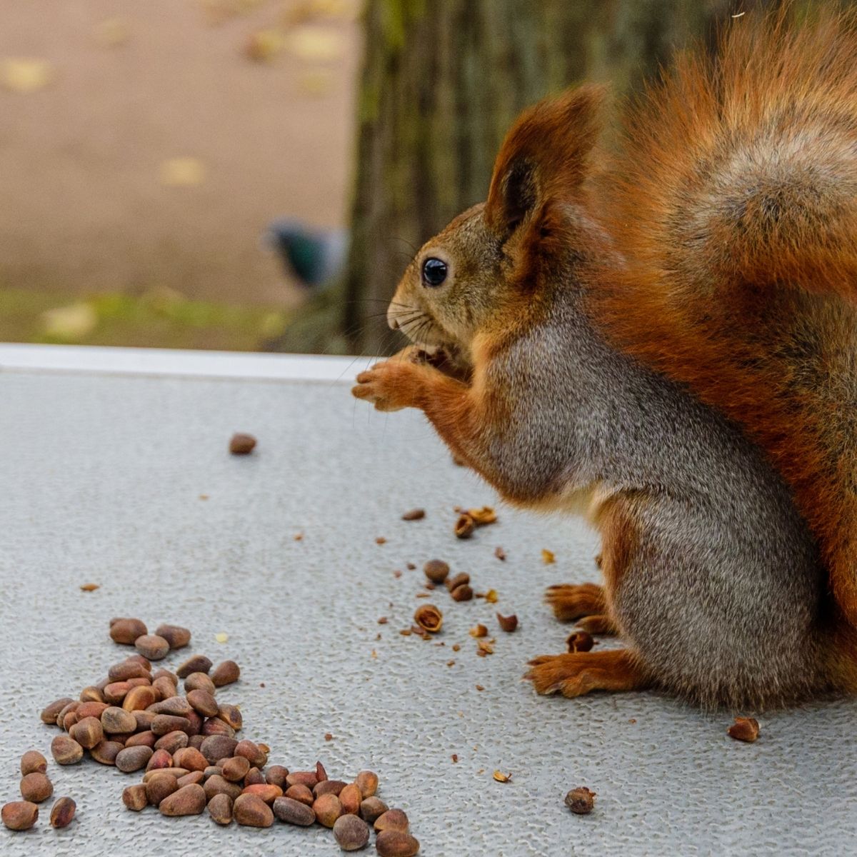 squirrel eating acorns