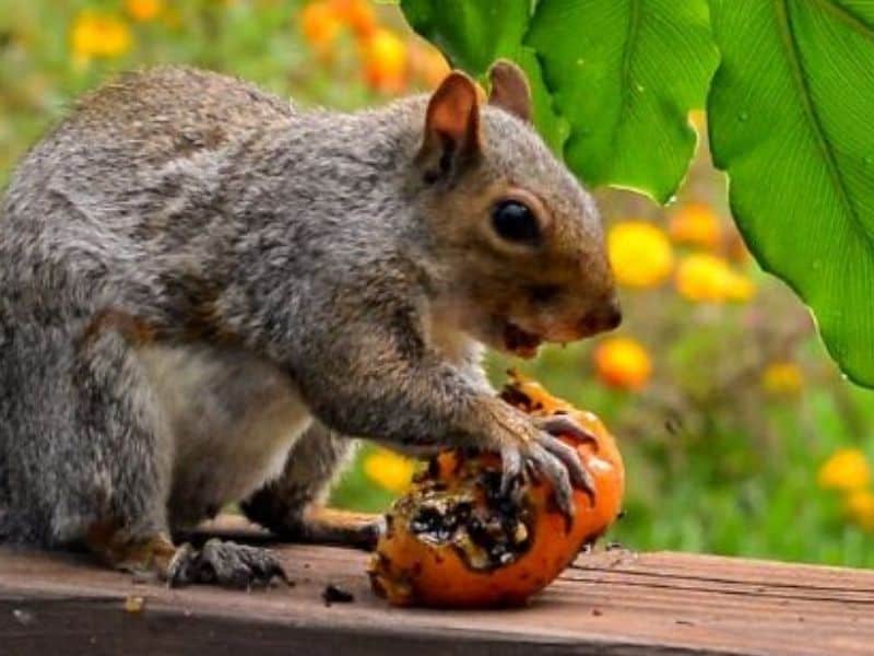 Squirrel on the porch eating a stolen tomato