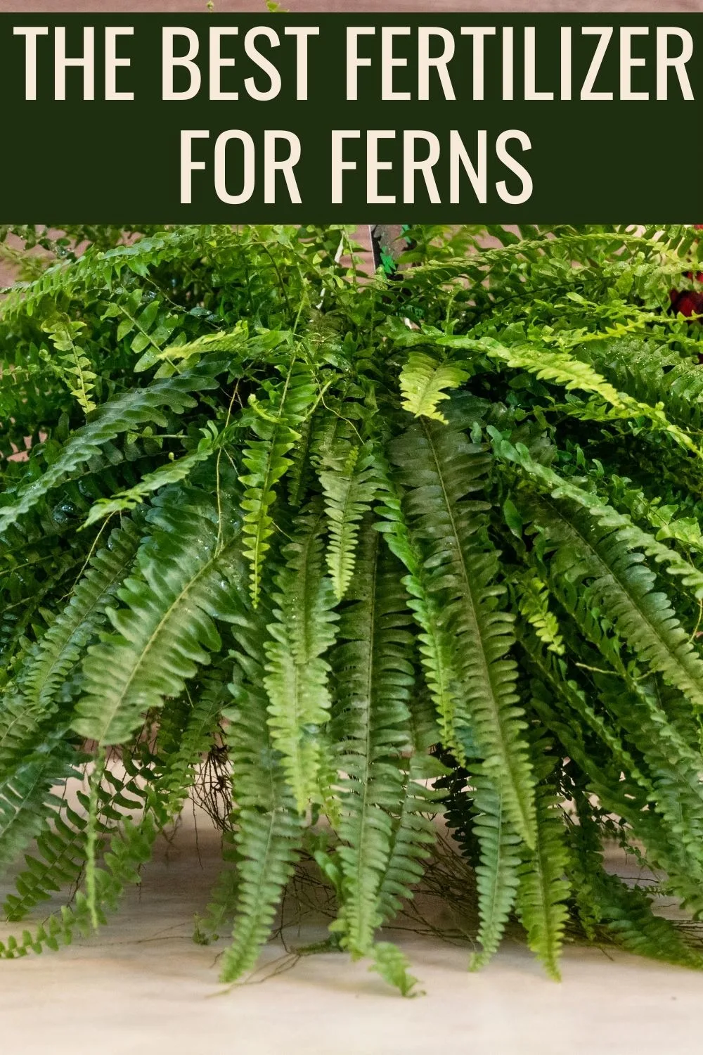 The best fertilizer for ferns