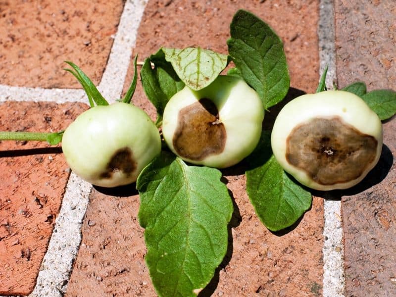 Tomato blossom end rot