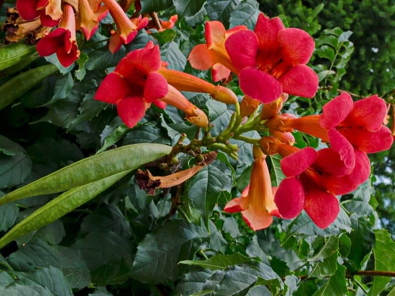 Trumpet creeper flowers