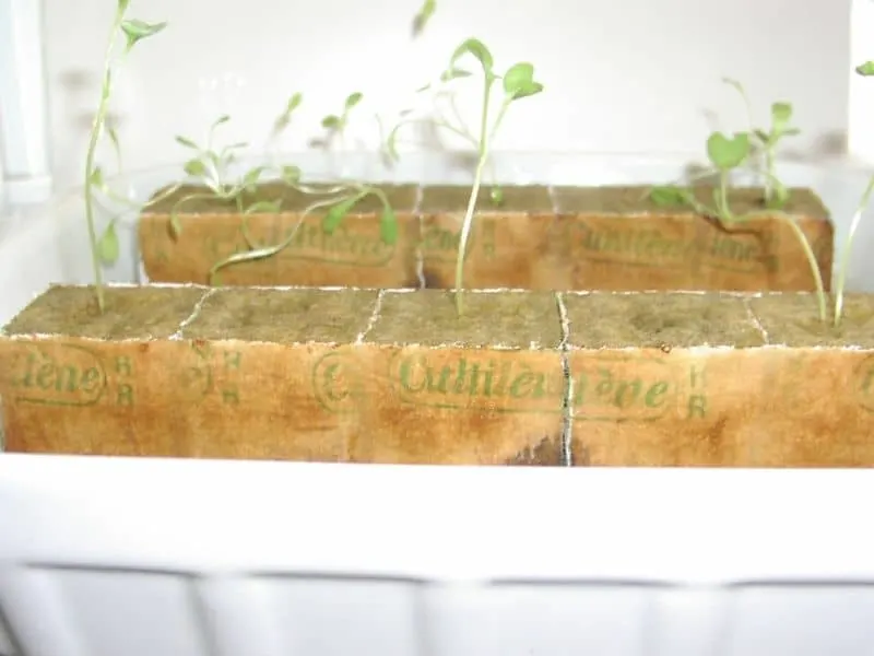 Seedlings started in Rockwool Cubes