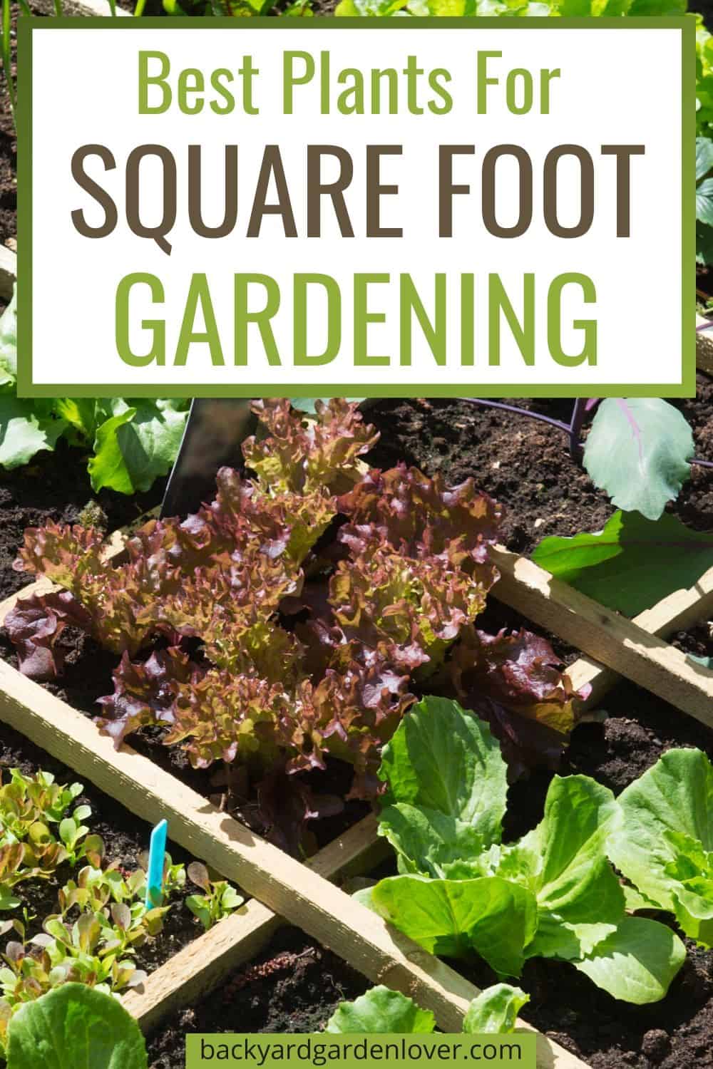 Best plants for square foot gardening