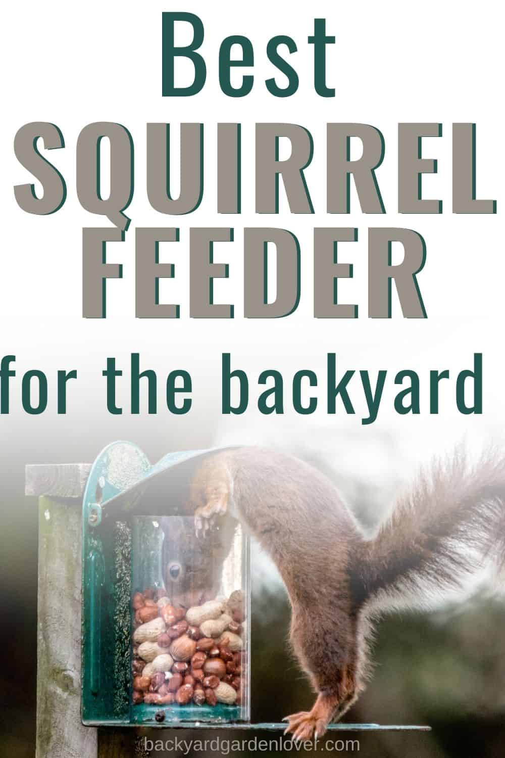 Best squirrel feeder for the backayrd