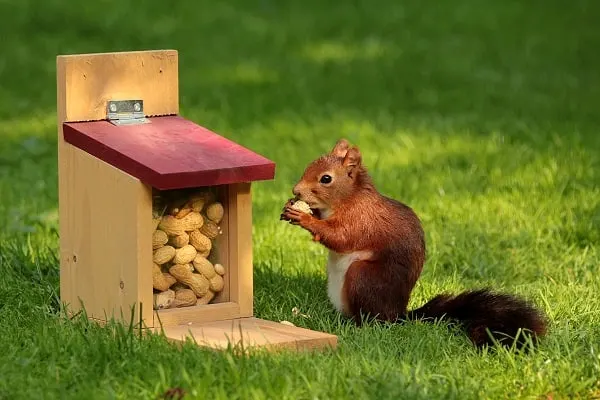 A squirrel eating a peanut in front of a squirrel feeder