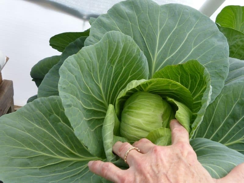 cabbage