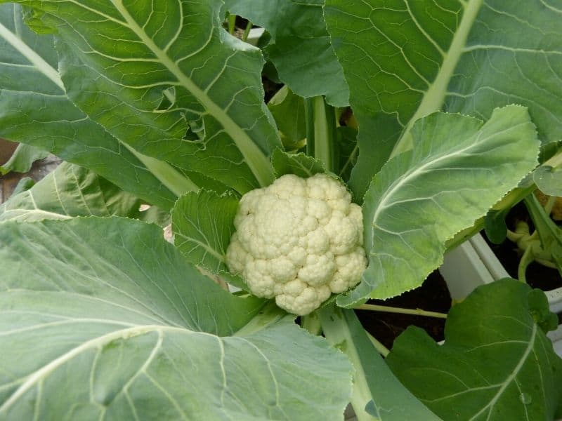 cauliflower