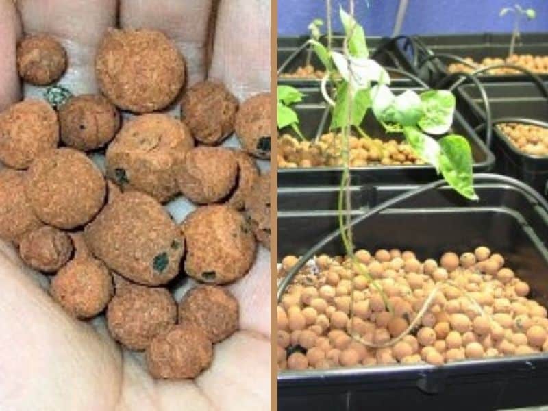 Hydroton (clay balls)