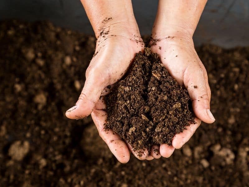 Hands holding nice, rich compost