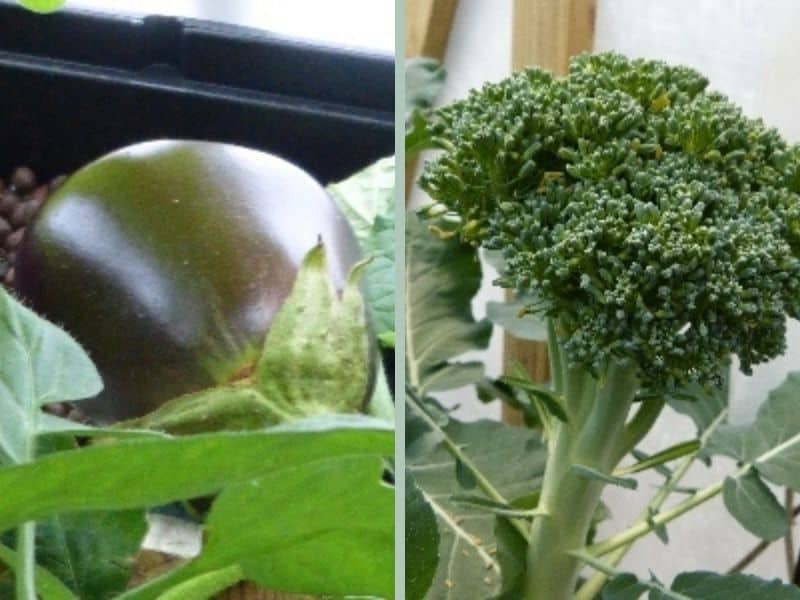 Eggplant and broccoli grown in our hydroponic garden