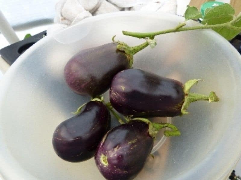 Eggplant harvest