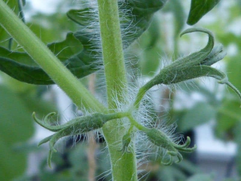 future tomatoes