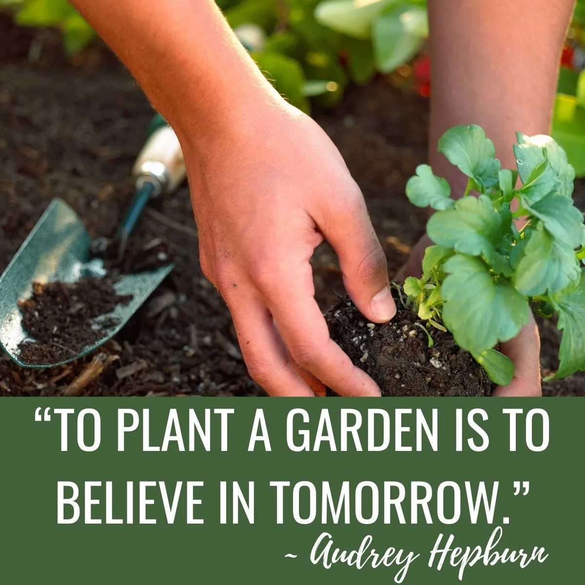 Garden quote: To plant a garden is to believe in tomorrow by Audrey Hepburn