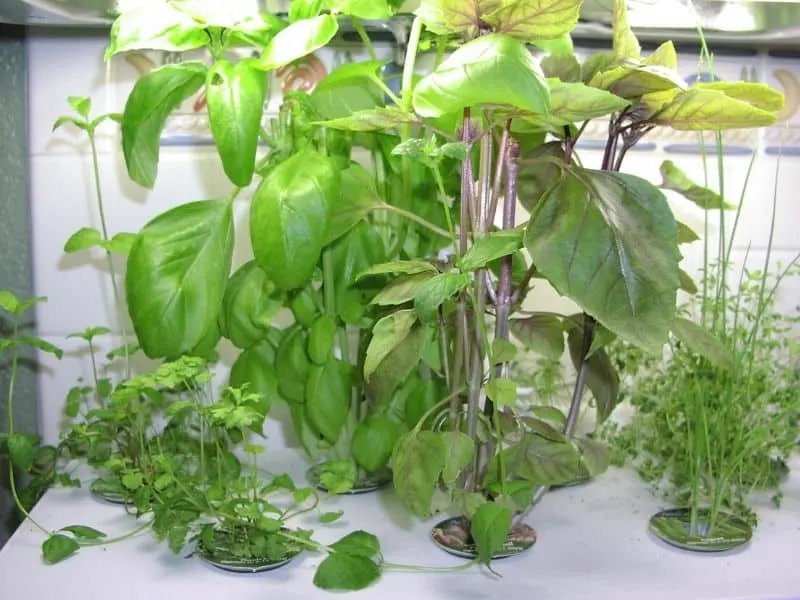 Herbs grown in the hydroponic system
