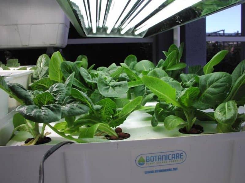 Hydroponic lettuce