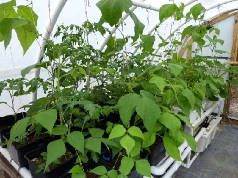 Hydroponic system in the greenhouse