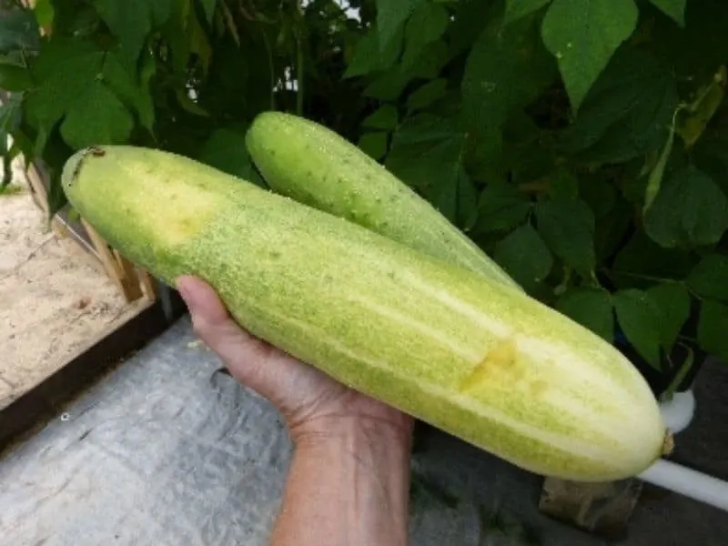 Large cucumbers