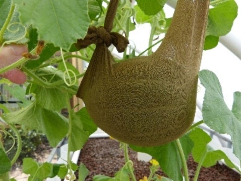 mature melon