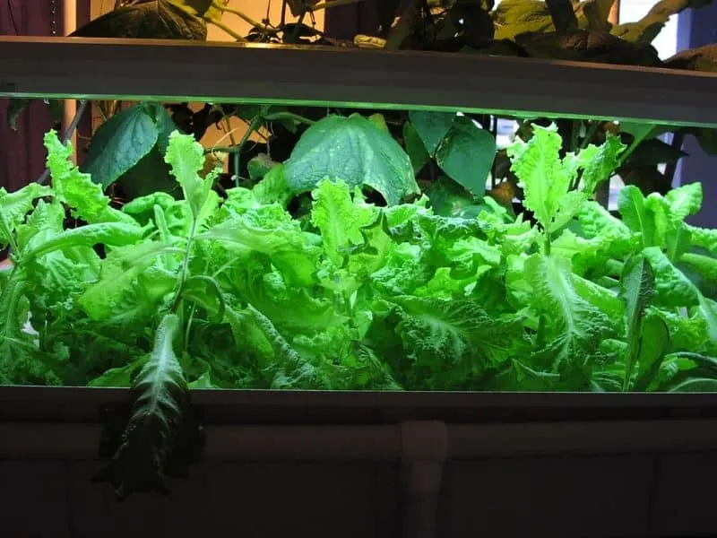 Lettuce raft production